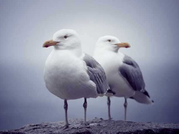 larus