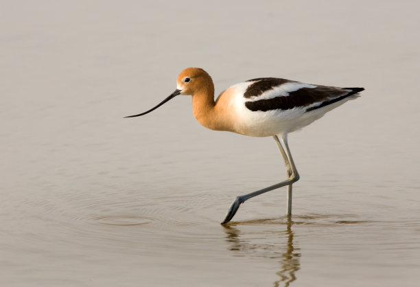 avocet