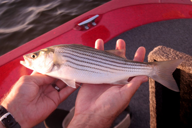 rockfish