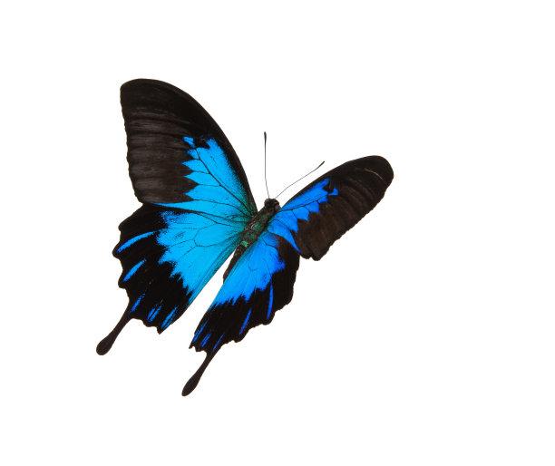 swallowtail