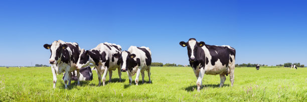 cattle