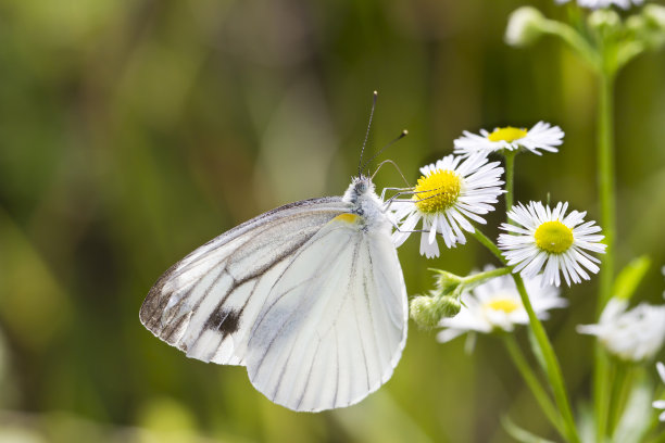 pieris