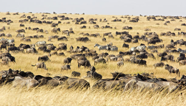 serengeti