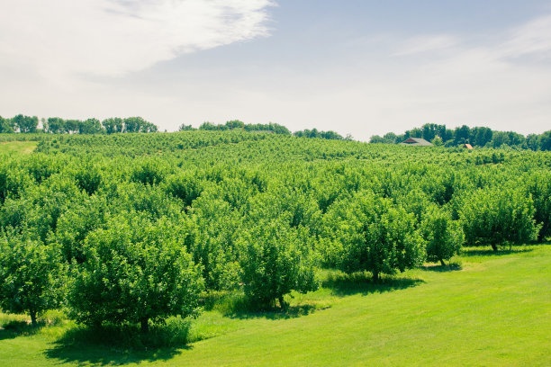 orchard