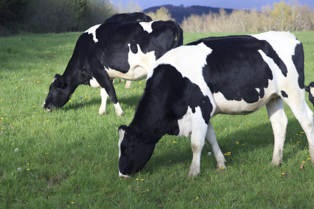 cow
