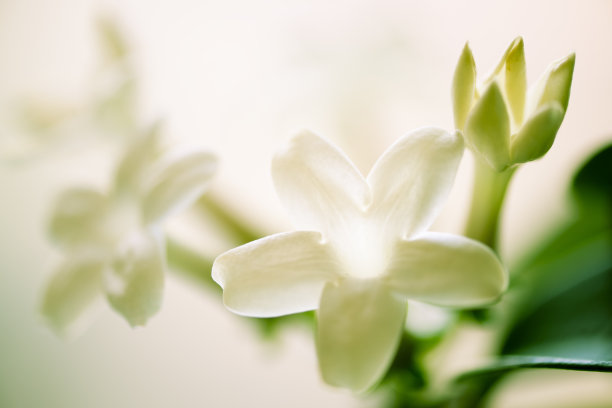 jasmine