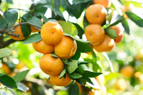 clementine