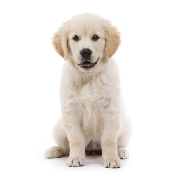 labrador
