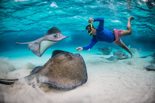 stingray