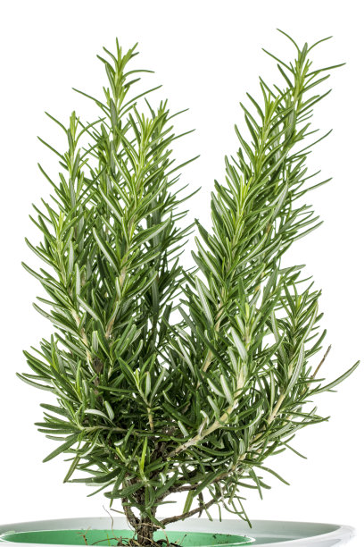 rosemary