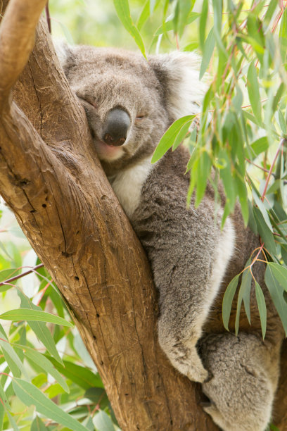 koala