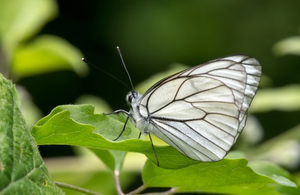 pieris