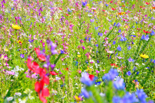 自然,草地,花