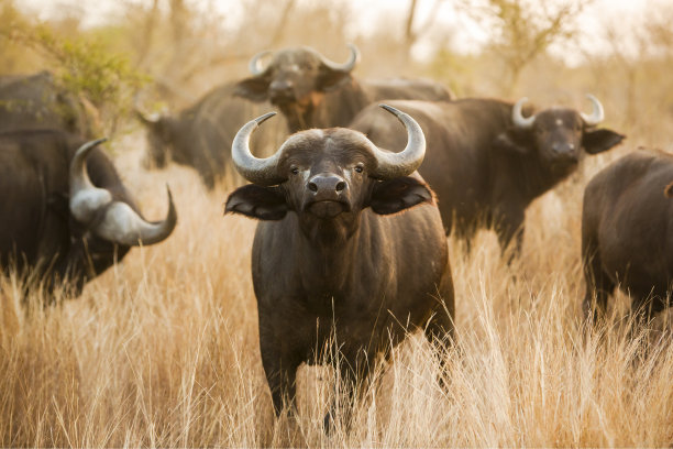 buffalo