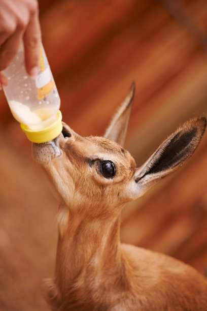 antelope