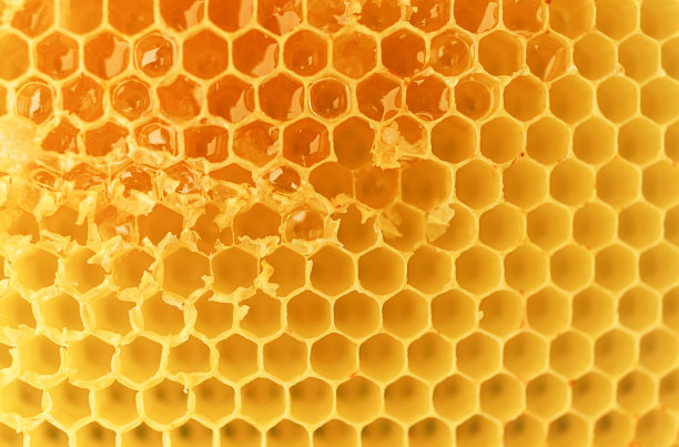 pollination
