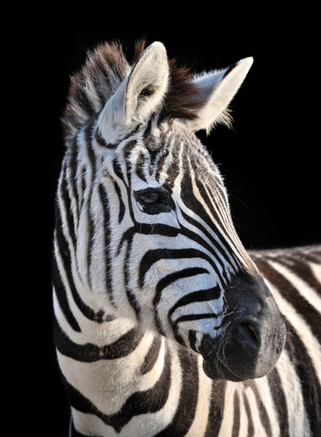 zebra