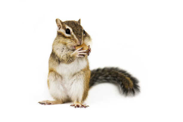 sciurus