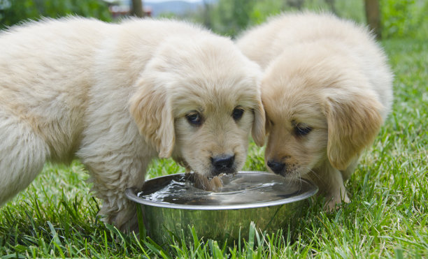 小狗喝水
