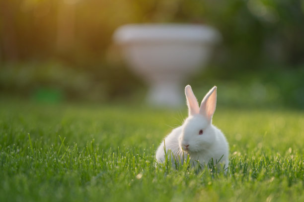 bunny
