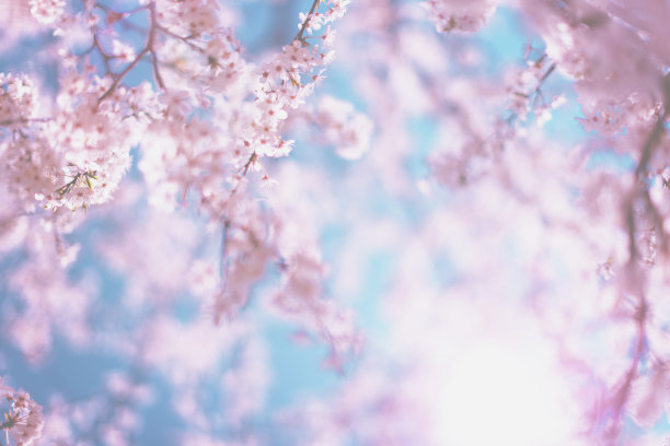 蓝天樱花
