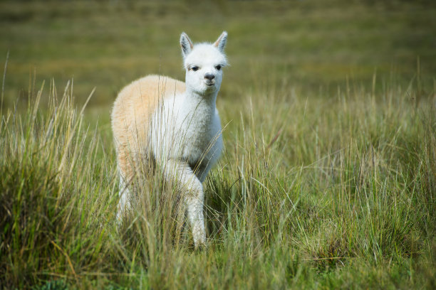alpaca