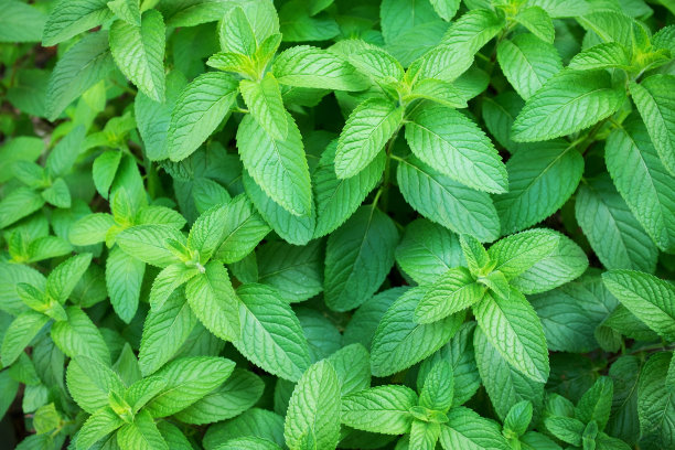 peppermint