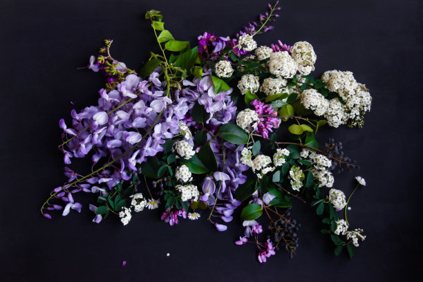 牵牛花,紫色花,喇叭花