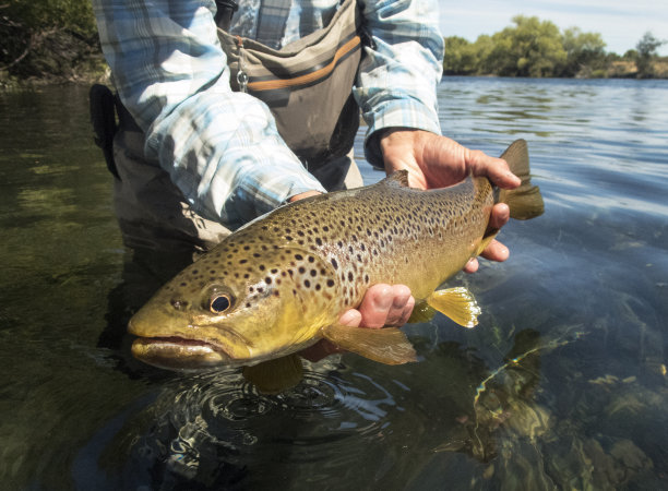 salmo