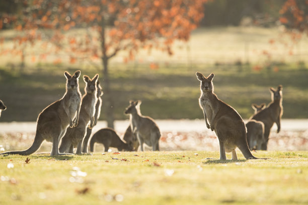 kangaroo