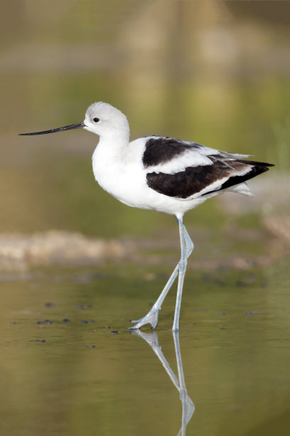 avocet