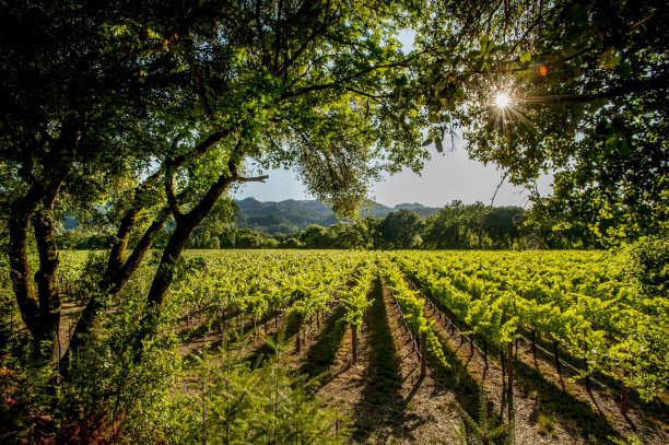 vineyard