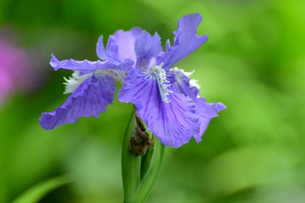 温带的花