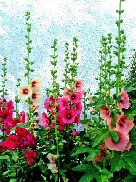 stockrose