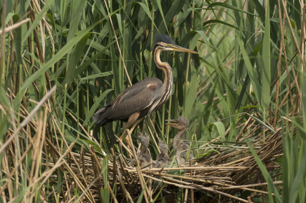 egretta