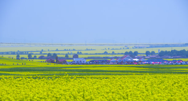 油菜花和麦地