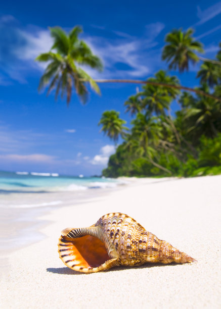 shells