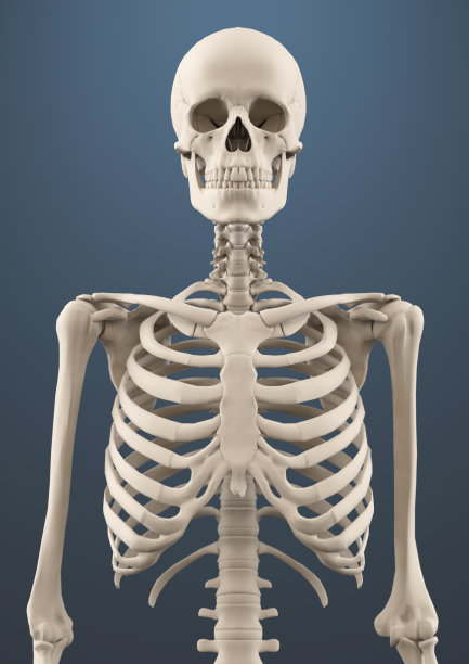 skeleton