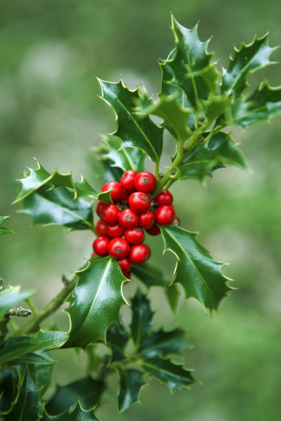 holly