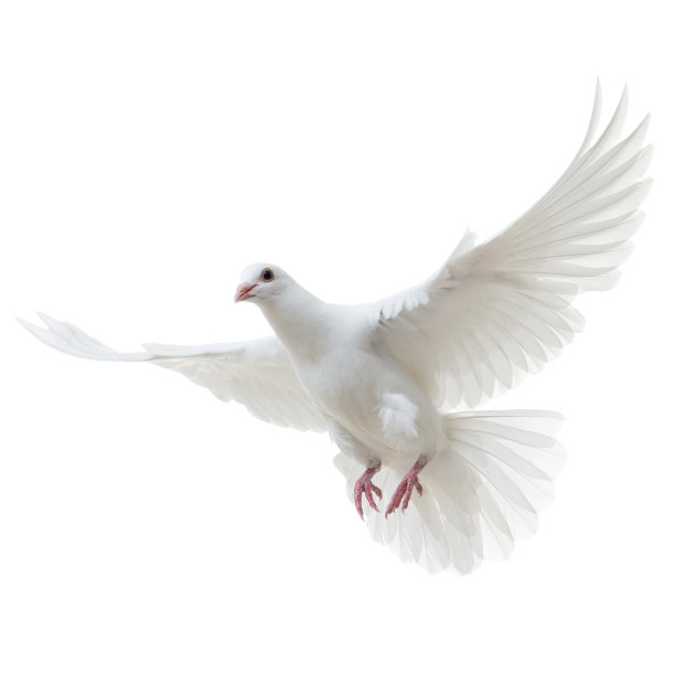 pigeon