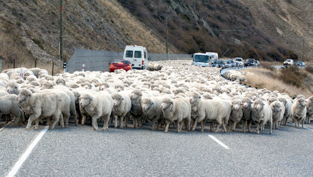 成群的羊