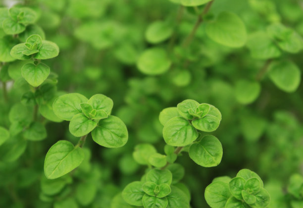 oregano
