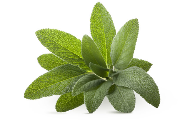 salvia