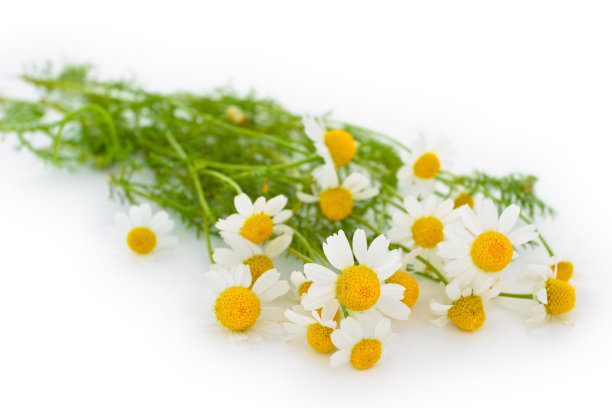 camomiles