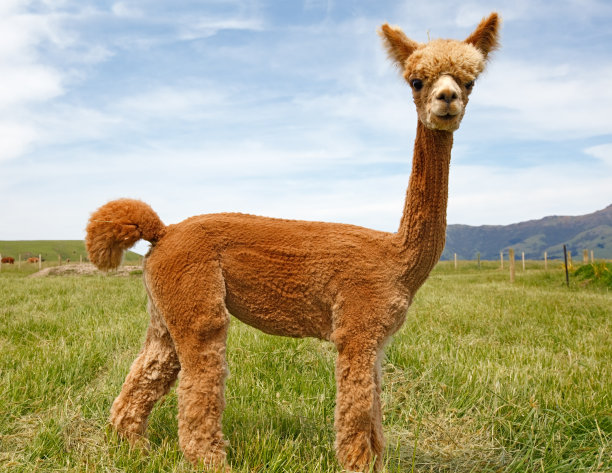 alpaca
