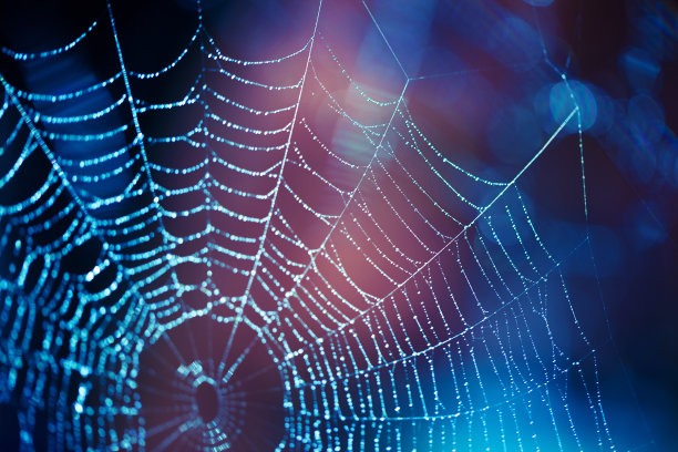spider