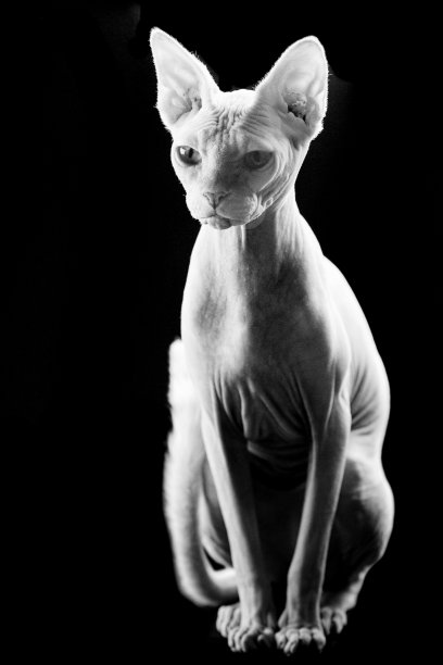 sphinx