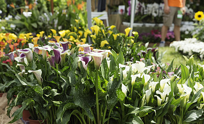zantedeschia
