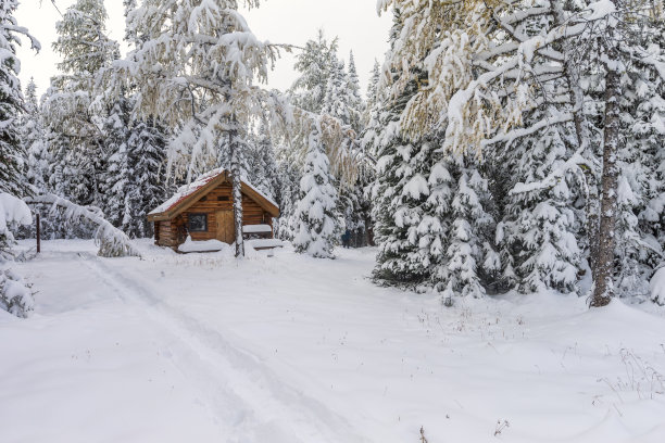 雪中松树下的小木屋