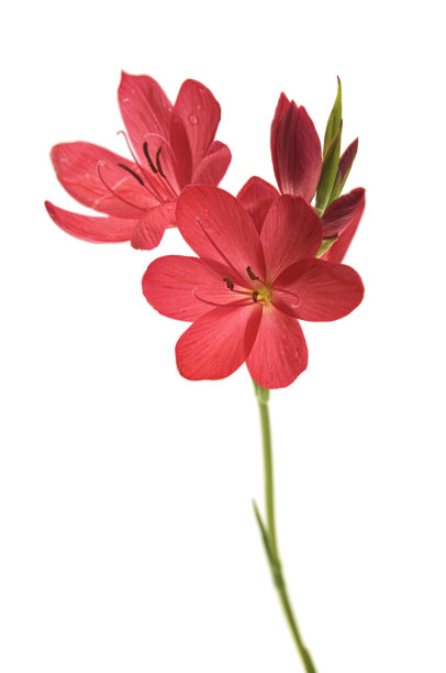 lilium